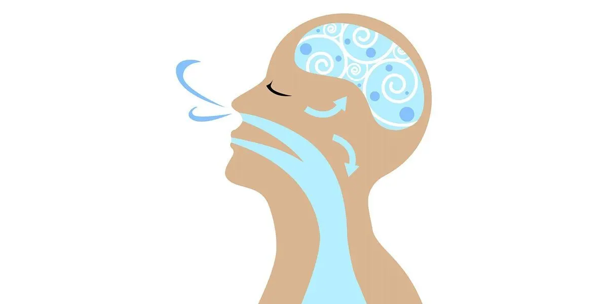 A person smelling a scent with an olfactory pathway visualization